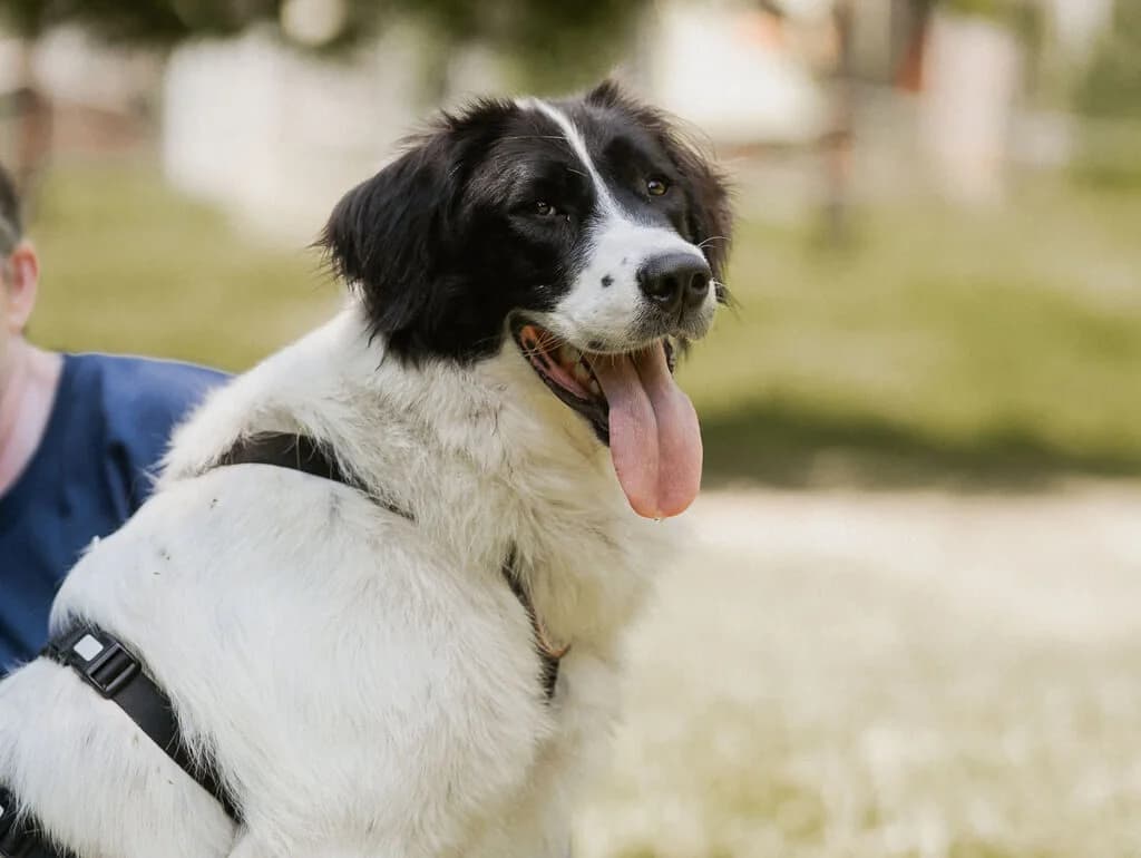 Nunta, female 5yo Mixed Breed for adoption at Ein Herz für Streuner e.V., München
