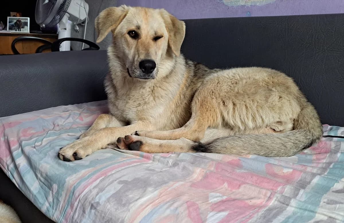 Nuri, female young Mixed Breed for adoption at Ein Herz für Streuner e.V., München