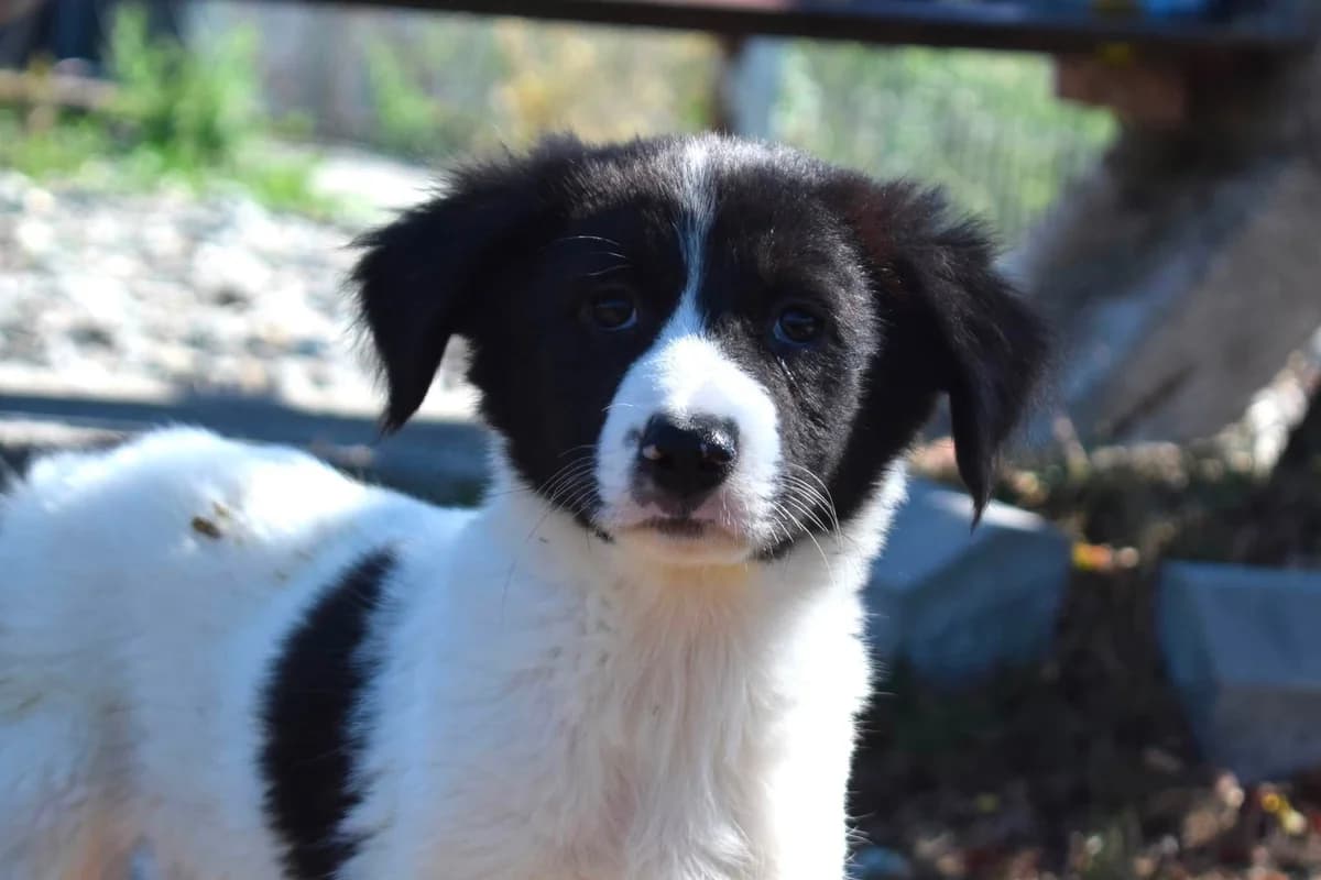 Nuri, female puppy Mixed Breed for adoption at Ein Herz für Streuner e.V., München