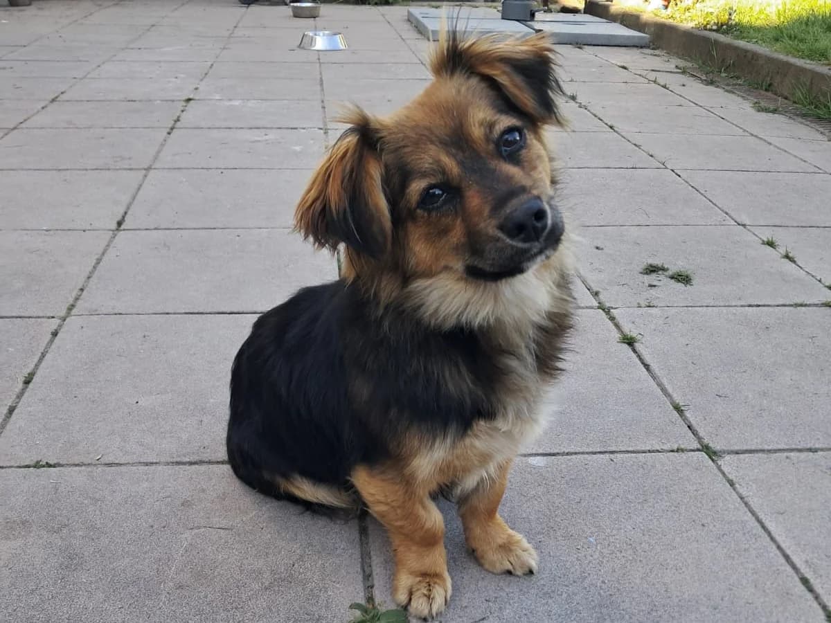 Nuria, female puppy Mixed Breed for adoption at Ein Herz für Streuner e.V., München