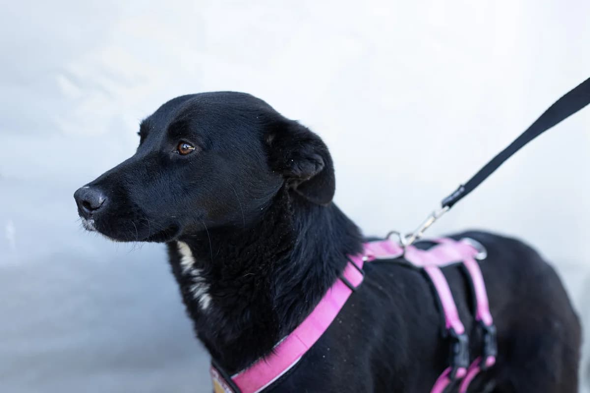 Nuria, weiß female 3yo Mixed Breed for adoption at Ein Herz für Streuner e.V., München