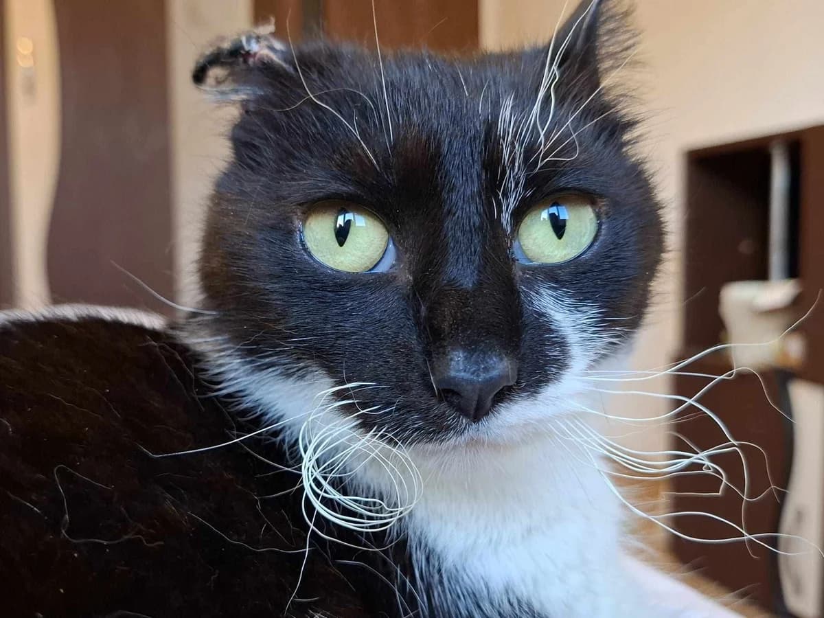 Nuria, female 4yo Mixed Breed for adoption at Ein Herz für Streuner e.V., München