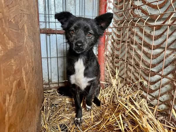 Nuriye, schwarz female 5yo Mixed Breed for adoption at Ein Herz für Streuner e.V., München