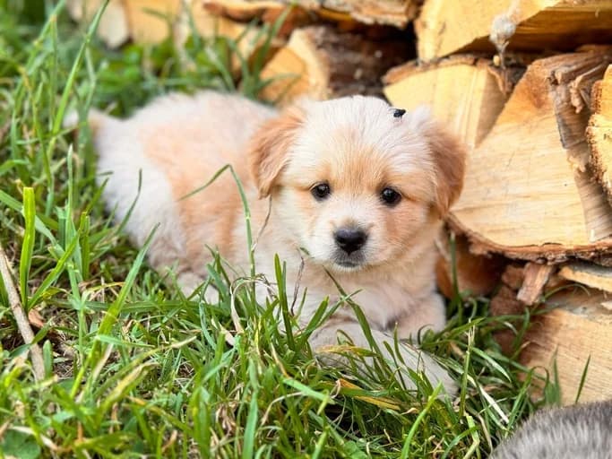 Nuru, female puppy Mixed Breed for adoption at Ein Herz für Streuner e.V., München