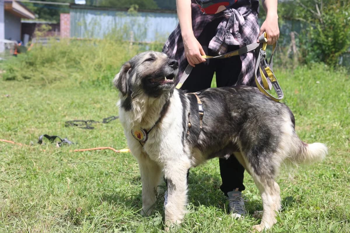 Nutella, grau female young Mixed Breed for adoption at Ein Herz für Streuner e.V., München