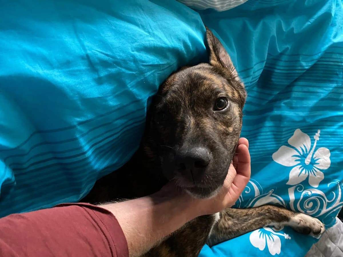 Nutella, female 5yo Mixed Breed for adoption at Ein Herz für Streuner e.V., München