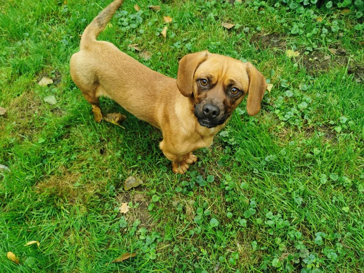 Nyla, female young Mixed Breed for adoption at Ein Herz für Streuner e.V., München