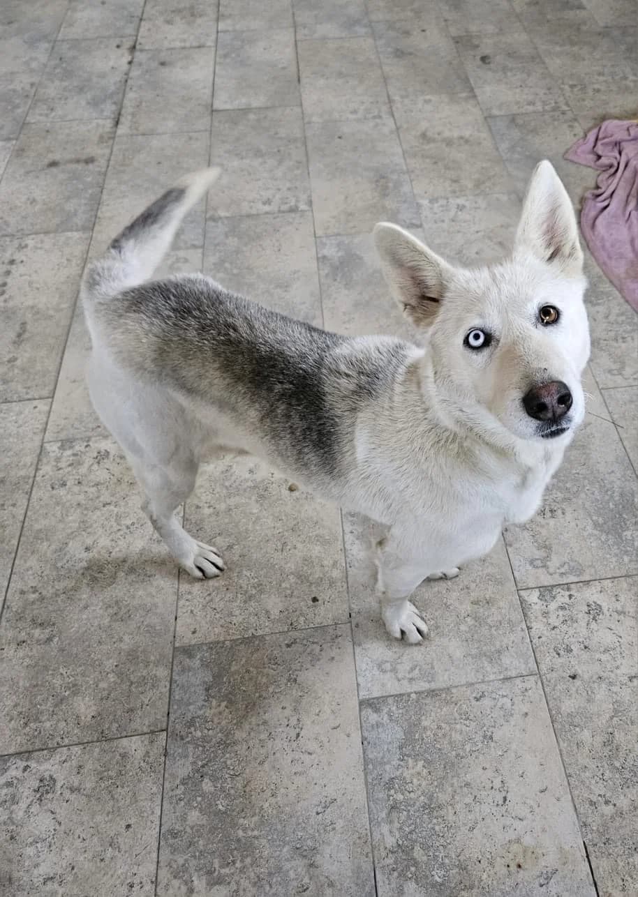 Nymeria, female 3yo Mixed Breed for adoption at Ein Herz für Streuner e.V., München