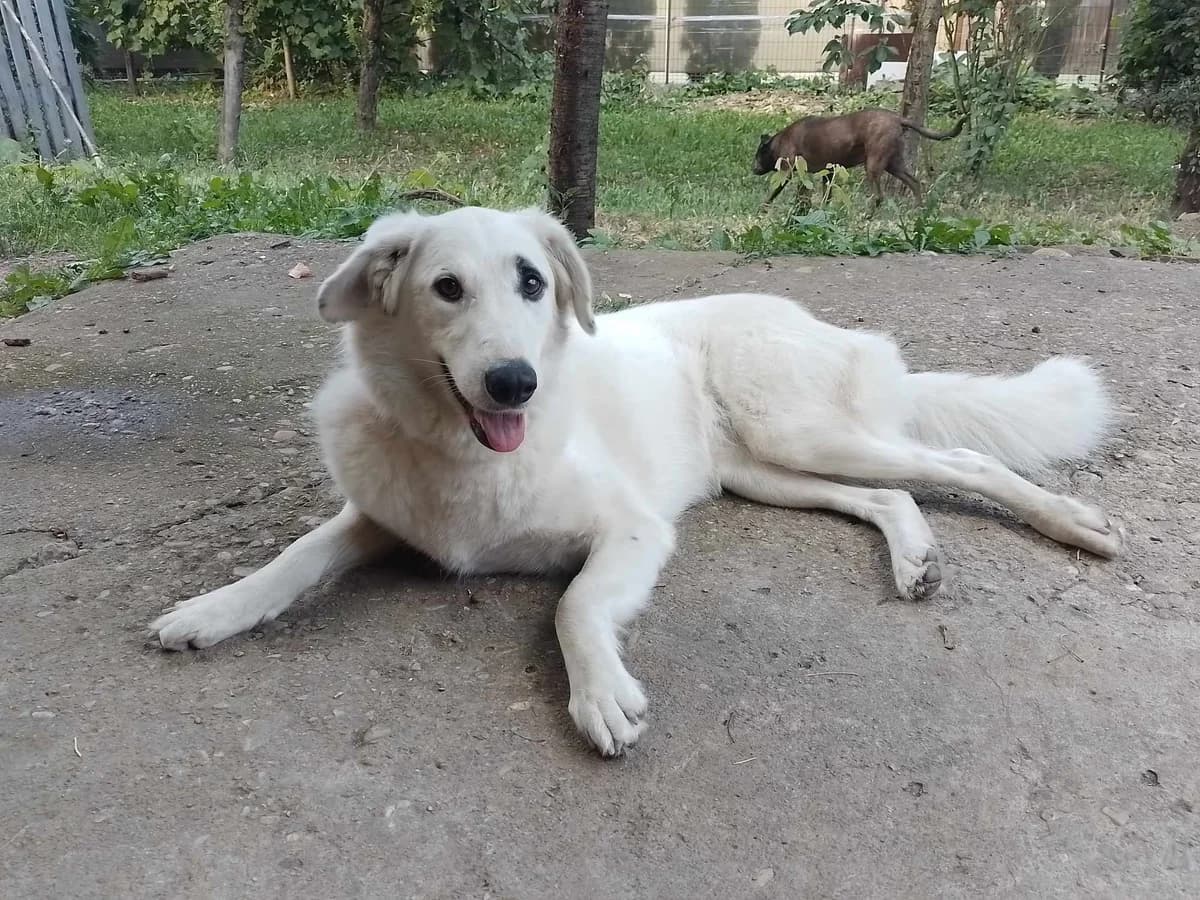 Nymeria, female 5yo Mixed Breed for adoption at Ein Herz für Streuner e.V., München