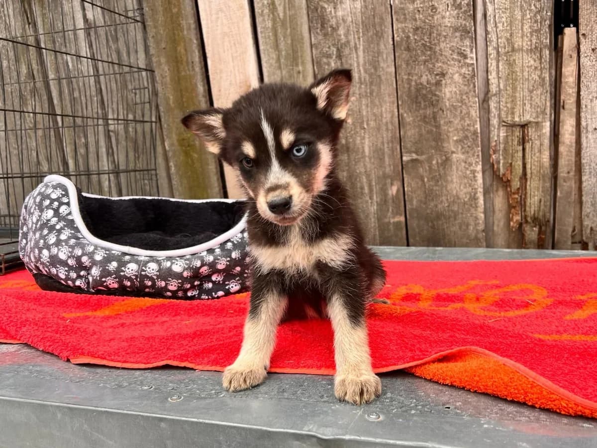 Oakley, male puppy Mixed Breed for adoption at Ein Herz für Streuner e.V., München