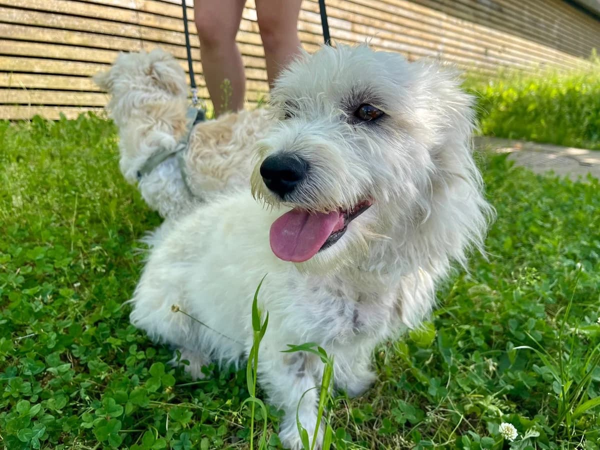 Obelix, male young Mixed Breed for adoption at Ein Herz für Streuner e.V., München