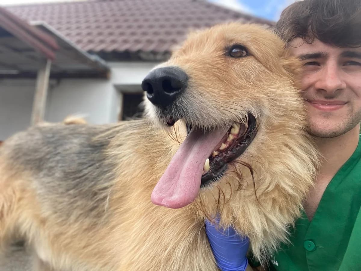 Obi Wan, male 3yo Mixed Breed for adoption at Ein Herz für Streuner e.V., München