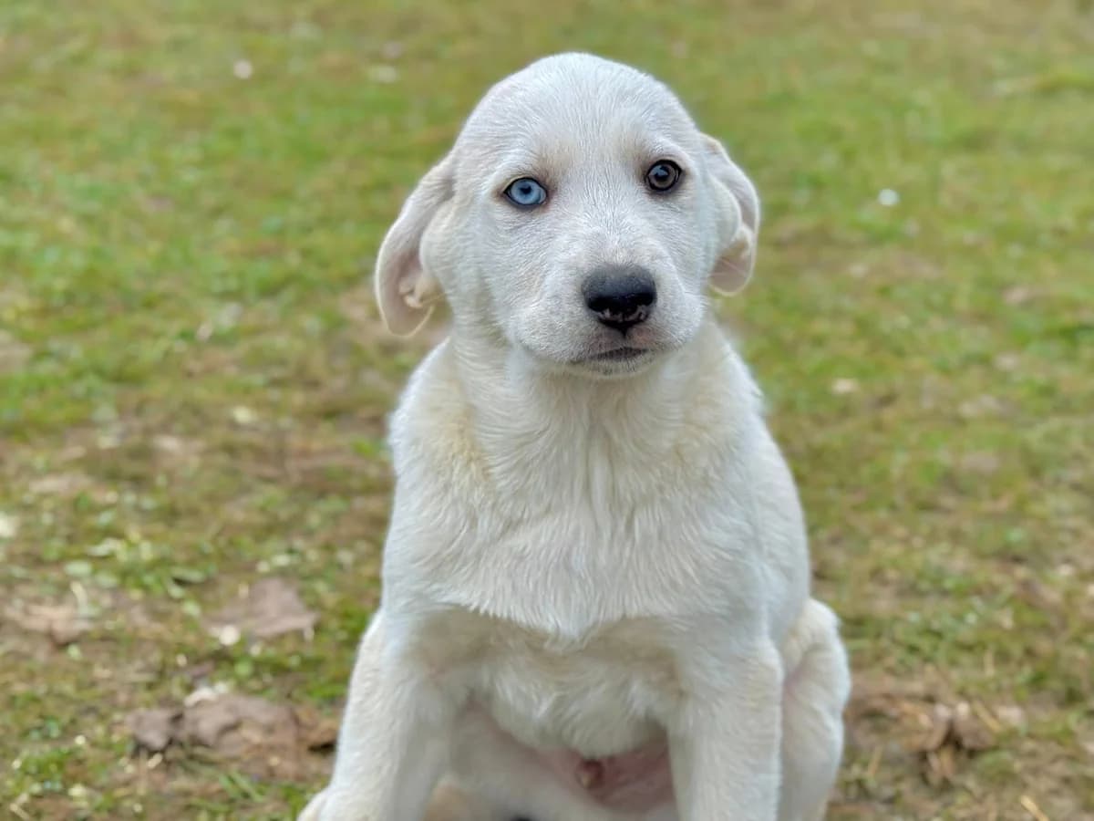 Occhi, weiß male puppy Mixed Breed for adoption at Ein Herz für Streuner e.V., München