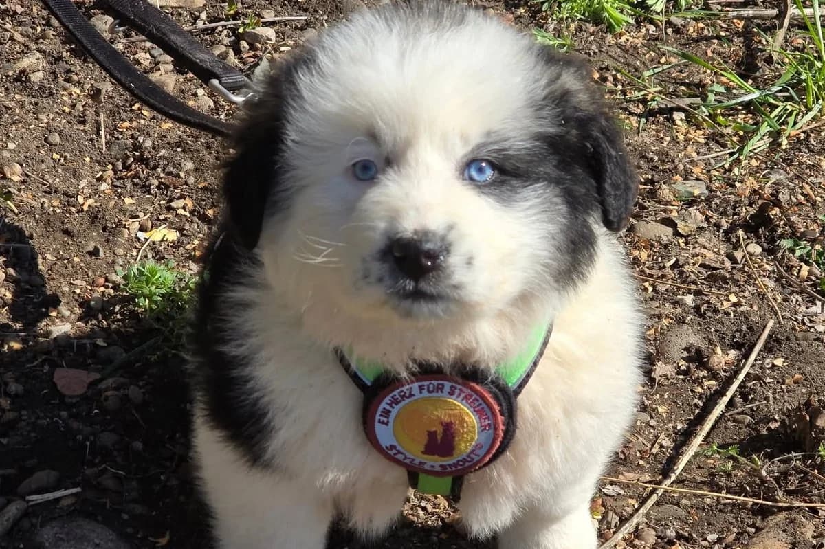 Ocean, male puppy Mixed Breed for adoption at Ein Herz für Streuner e.V., München