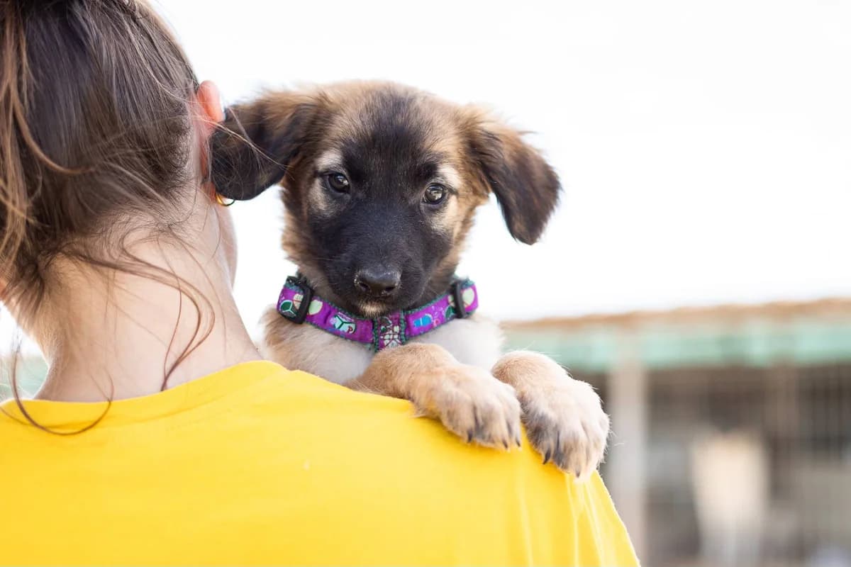 Odessa, female puppy Mixed Breed for adoption at Ein Herz für Streuner e.V., München