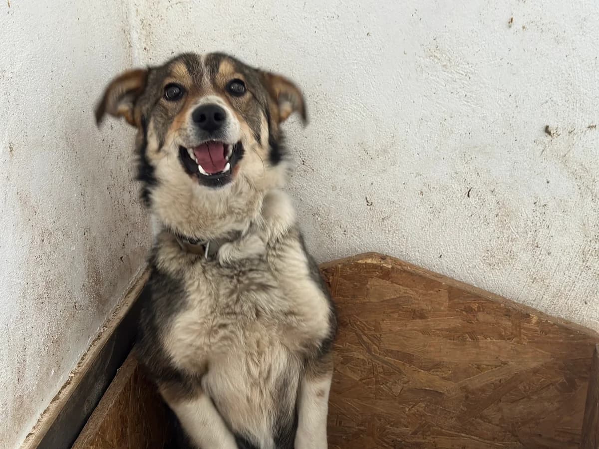 Odette, female young Mixed Breed for adoption at Ein Herz für Streuner e.V., München