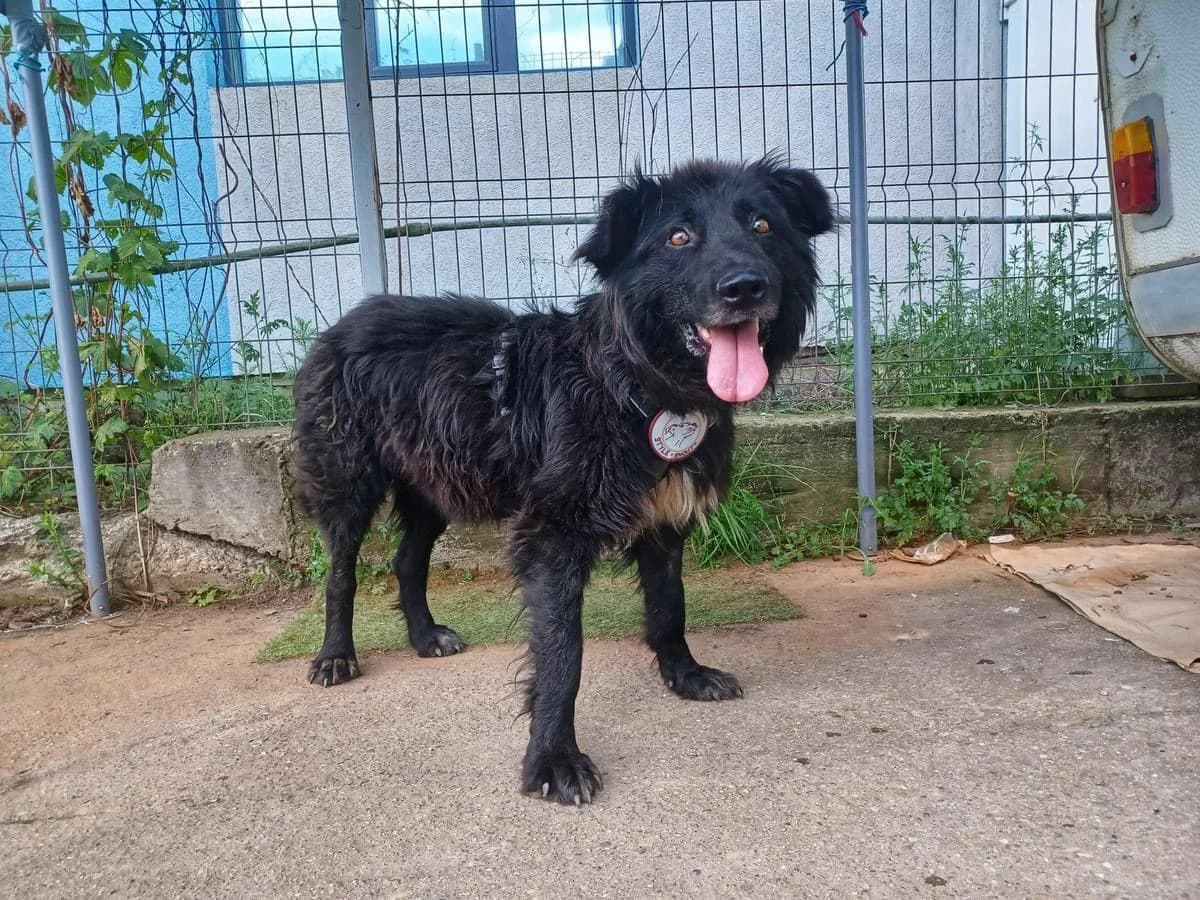 Odi, male 5yo Mixed Breed for adoption at Ein Herz für Streuner e.V., München