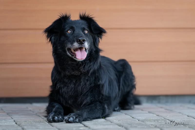 Odi, weiß male 5yo Mixed Breed for adoption at Ein Herz für Streuner e.V., München