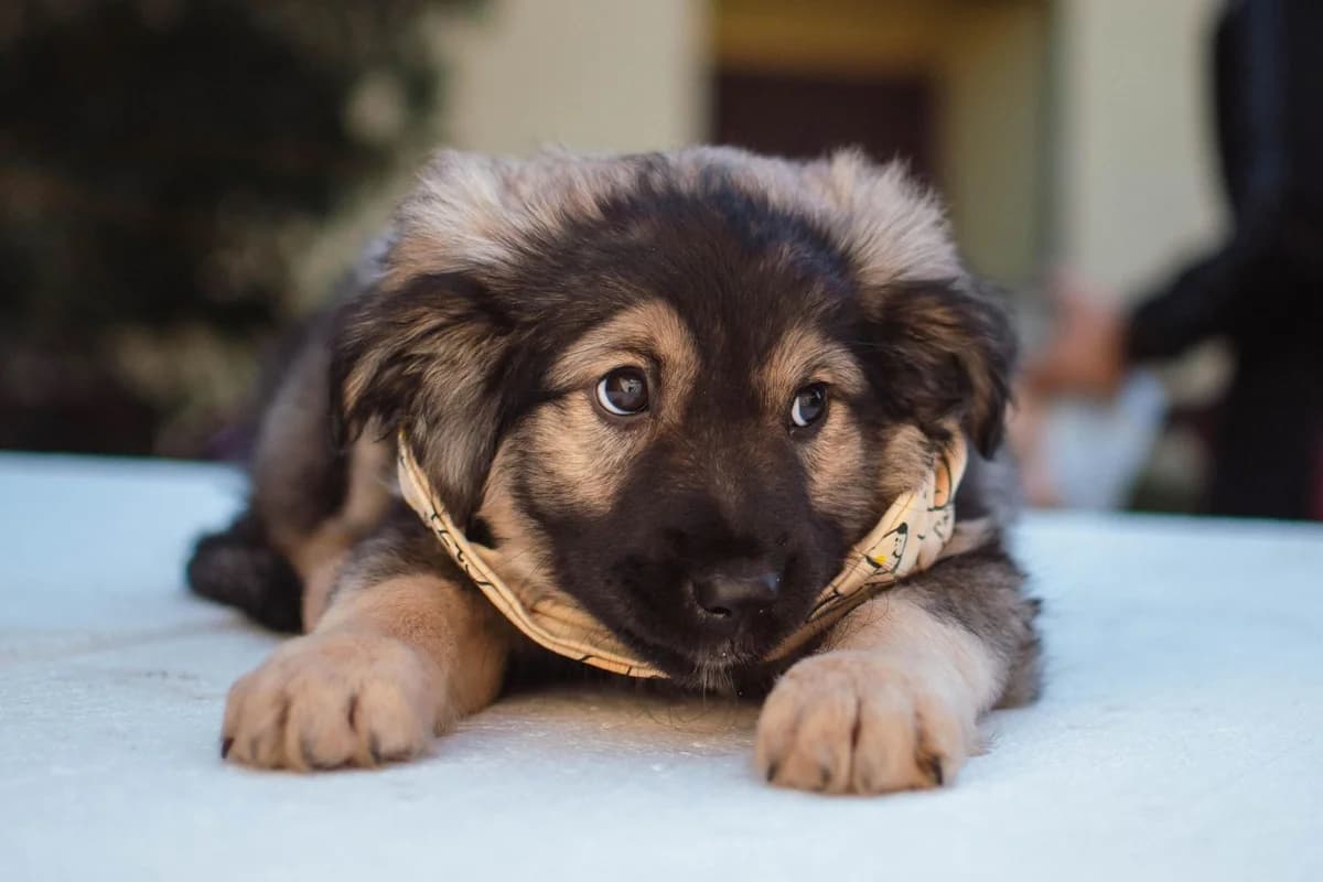Odin, schwarz male puppy Mixed Breed for adoption at Ein Herz für Streuner e.V., München