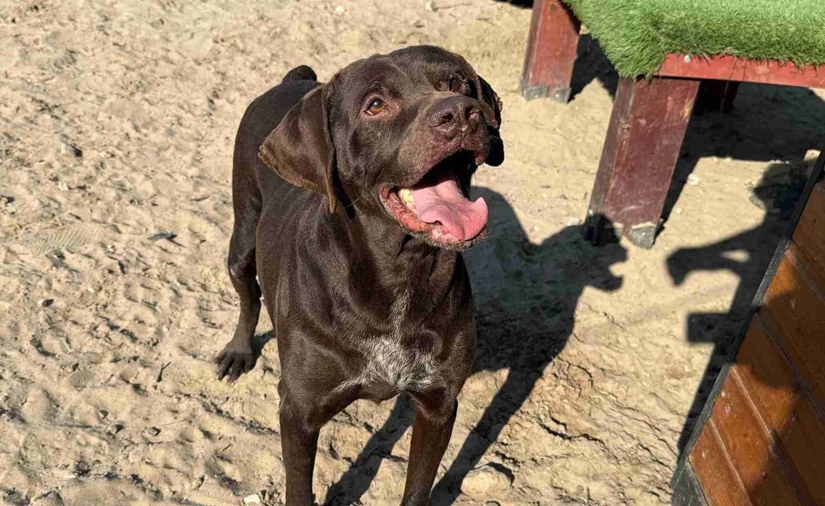 Odin, male 5yo Mixed Breed for adoption at Ein Herz für Streuner e.V., München