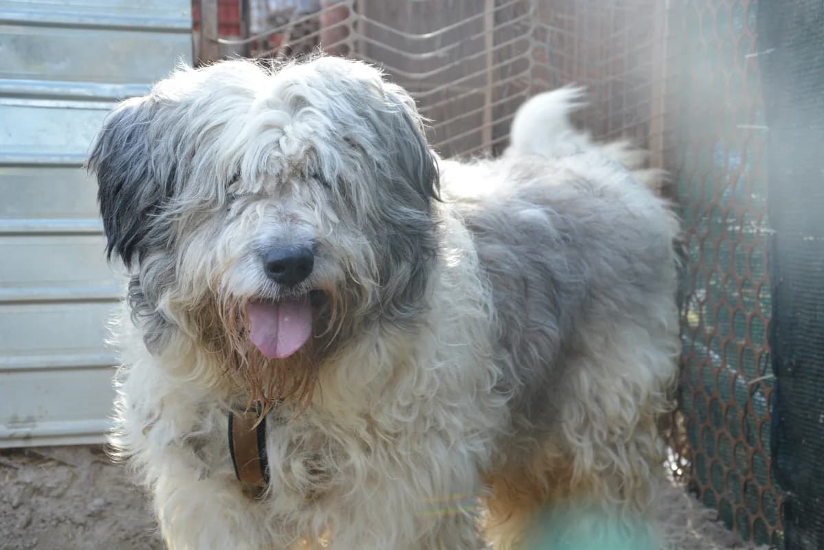 Odin, male senior Mixed Breed for adoption at Ein Herz für Streuner e.V., München