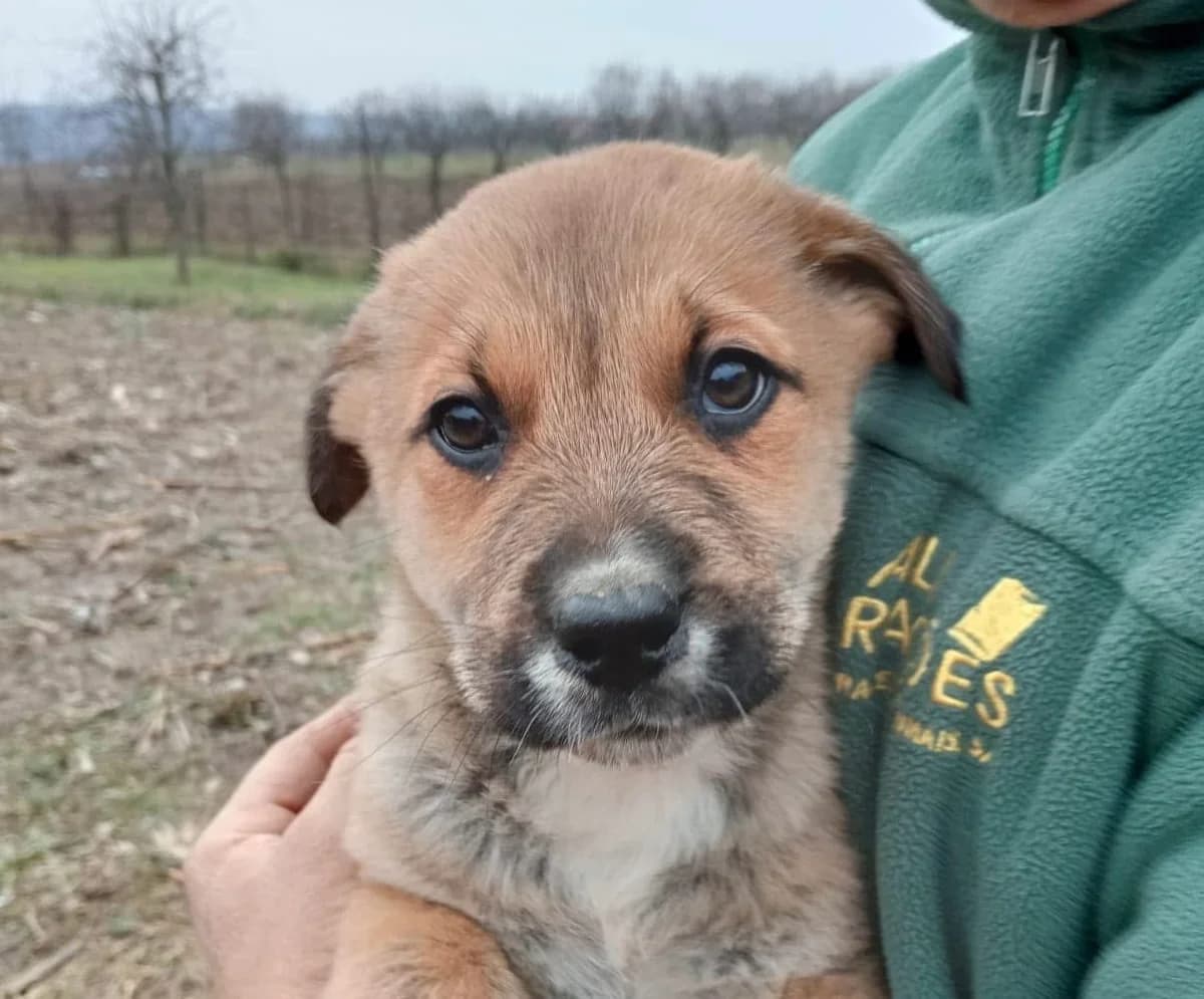 Odo, weiß male puppy Mixed Breed for adoption at Ein Herz für Streuner e.V., München