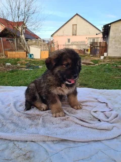 Ody, puppy Mixed Breed for adoption at Ein Herz für Streuner e.V., München