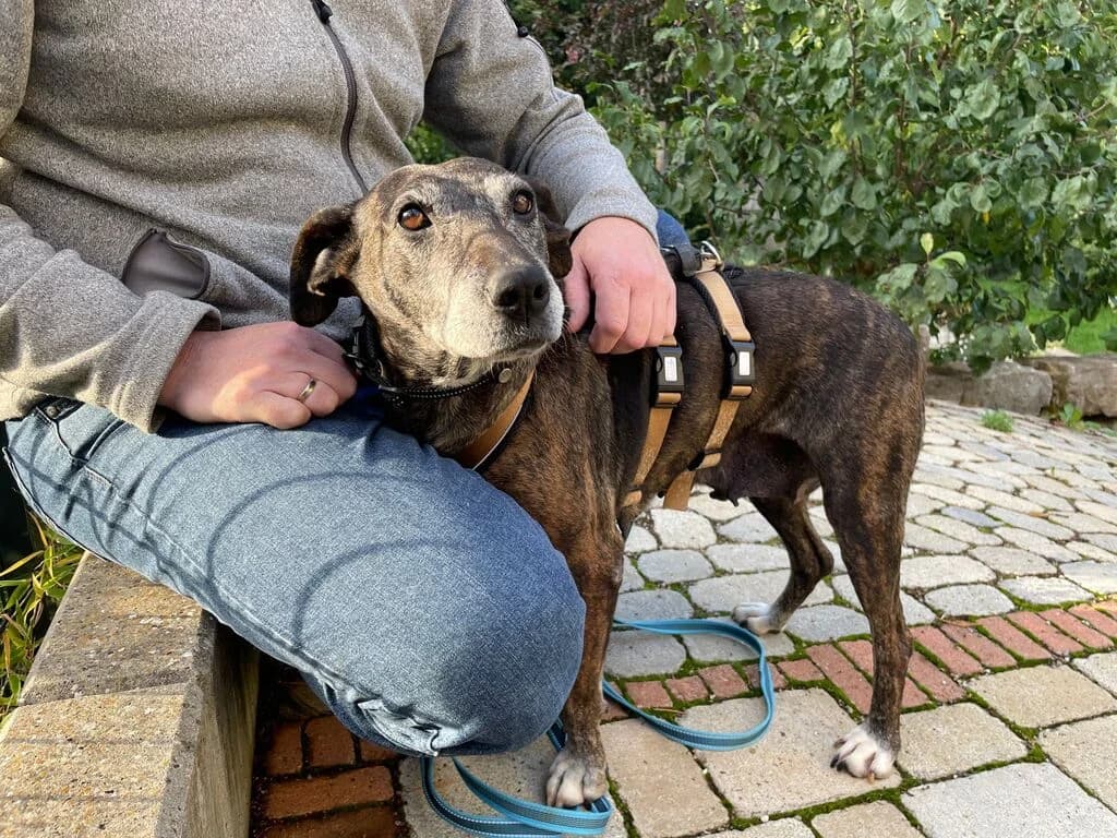 öMchen, female senior Mixed Breed for adoption at Ein Herz für Streuner e.V., München