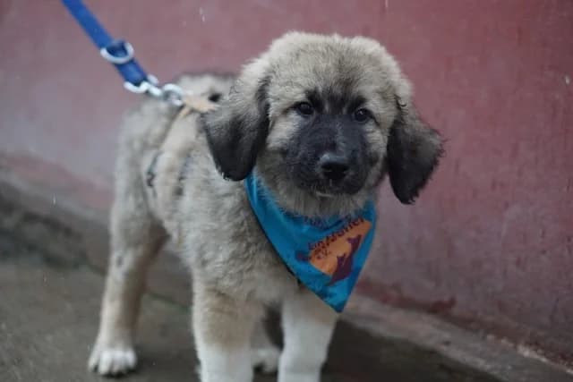 Oggi, male puppy Mixed Breed for adoption at Ein Herz für Streuner e.V., München