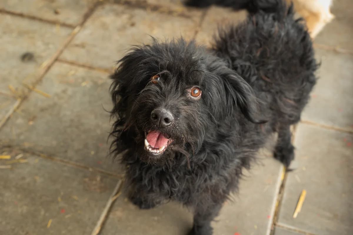 Ogir, male 5yo Mixed Breed for adoption at Ein Herz für Streuner e.V., München