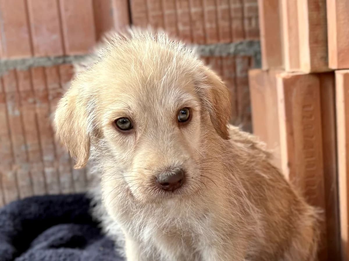 Ohana, female puppy Mixed Breed for adoption at Ein Herz für Streuner e.V., München