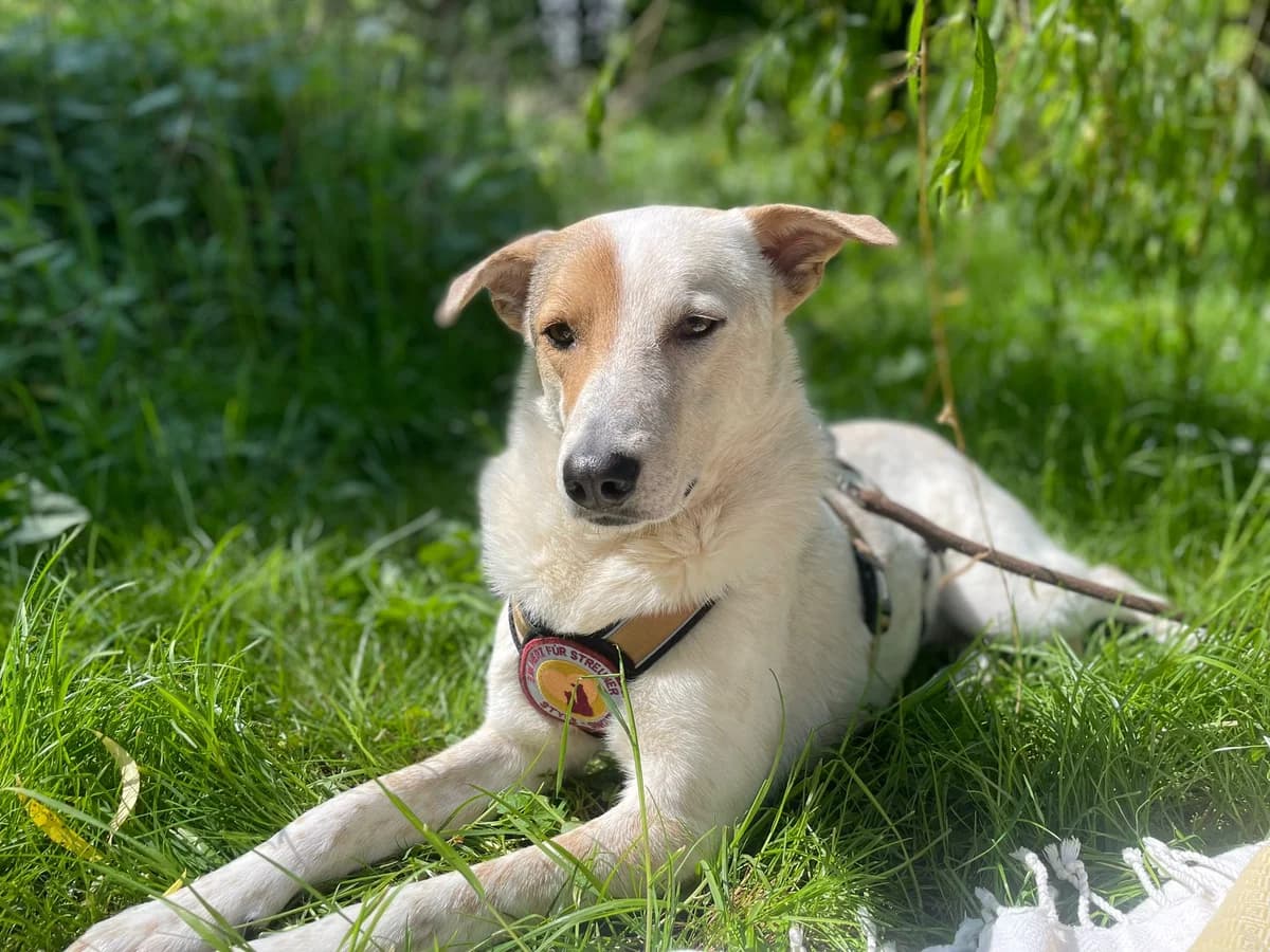 Ohio, male young Mixed Breed for adoption at Ein Herz für Streuner e.V., München