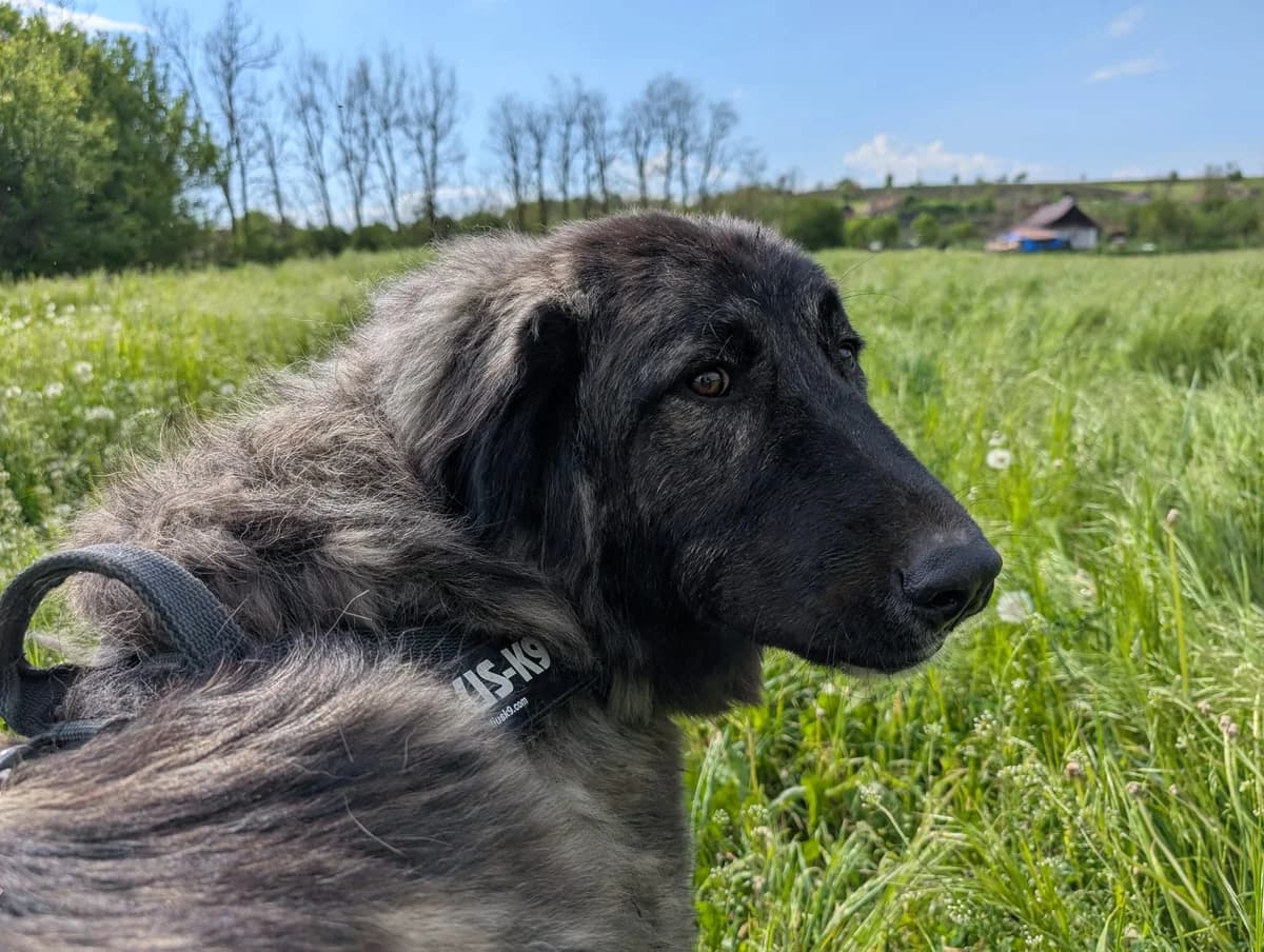 Olaf, male young Mixed Breed for adoption at Ein Herz für Streuner e.V., München