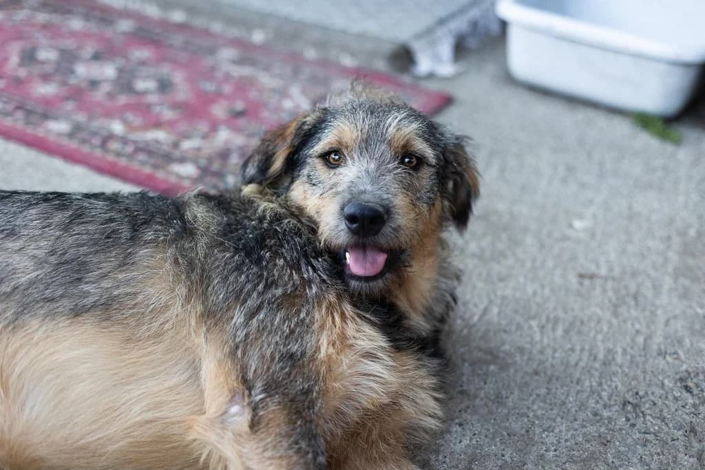 Ole, male young Mixed Breed for adoption at Ein Herz für Streuner e.V., München