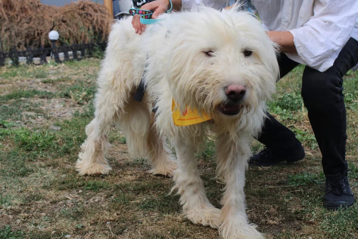 Ole, male 4yo Mixed Breed for adoption at Ein Herz für Streuner e.V., München