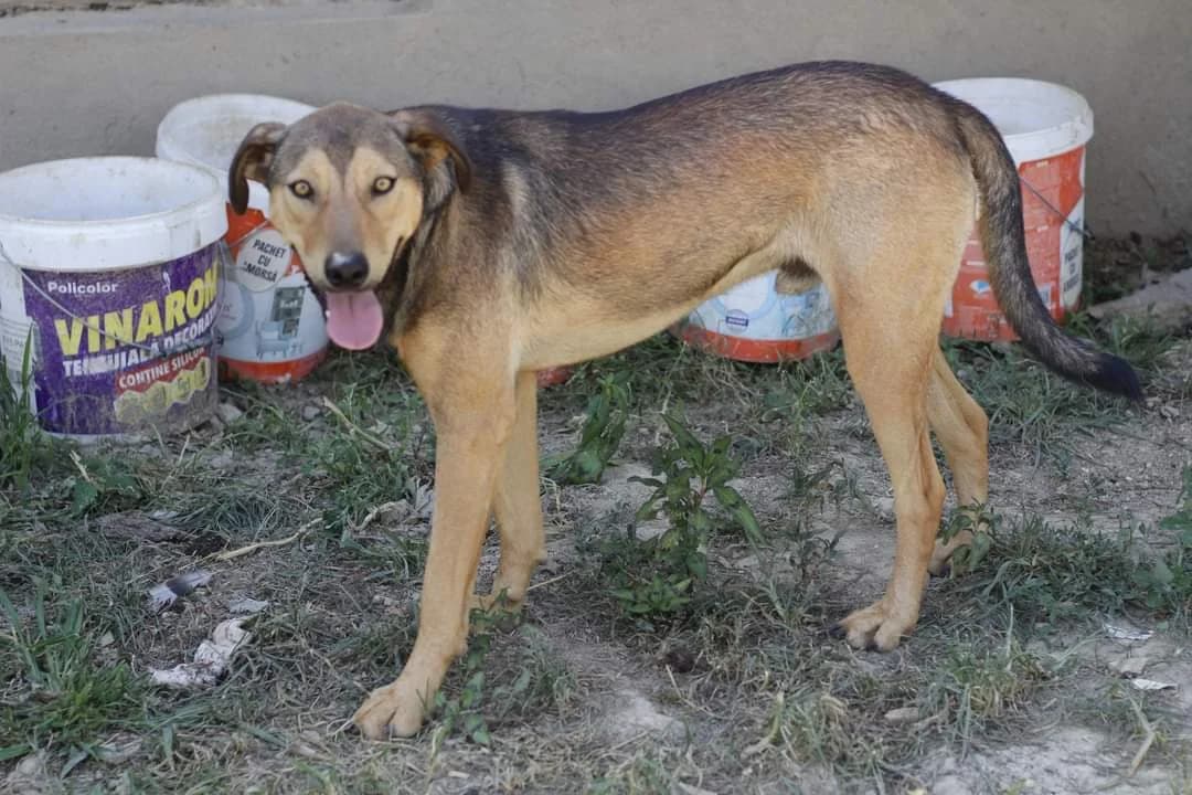 Ole, male 5yo Mixed Breed for adoption at Ein Herz für Streuner e.V., München