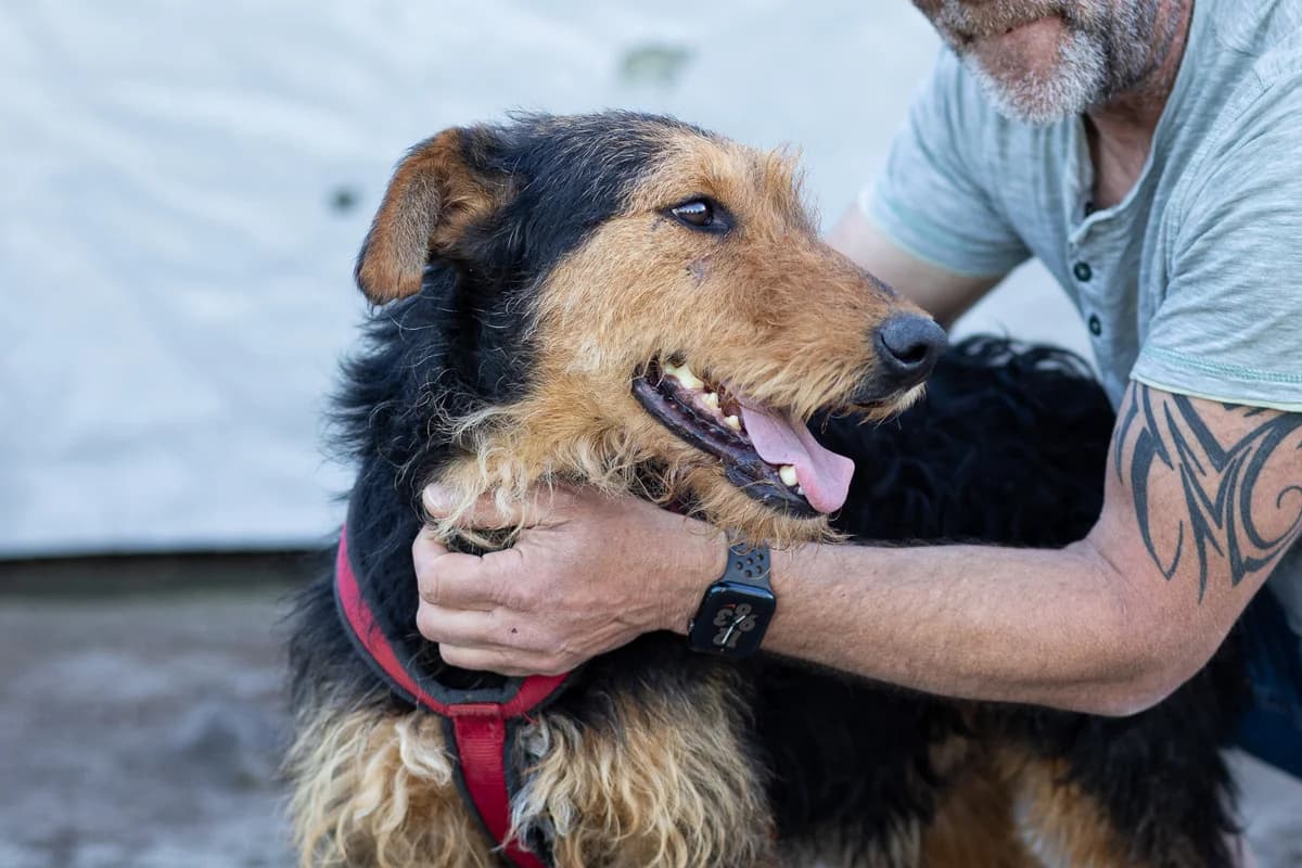 Olek, schwarz male 4yo Mixed Breed for adoption at Ein Herz für Streuner e.V., München