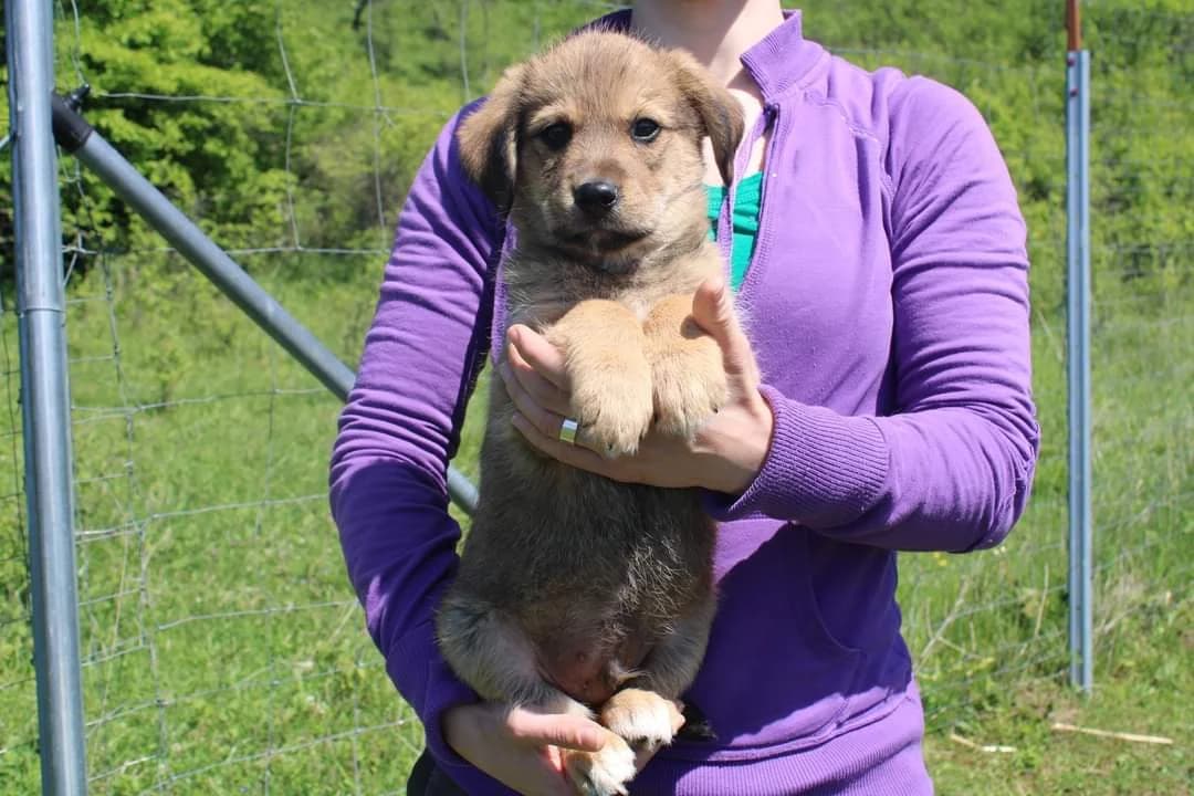 Olf, male puppy Mixed Breed for adoption at Ein Herz für Streuner e.V., München