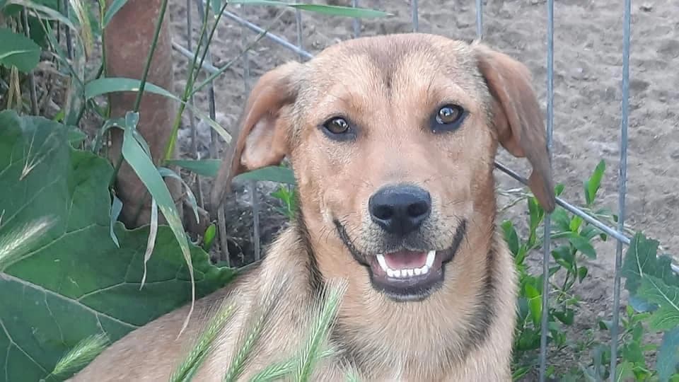 Olin, male puppy Mixed Breed for adoption at Ein Herz für Streuner e.V., München