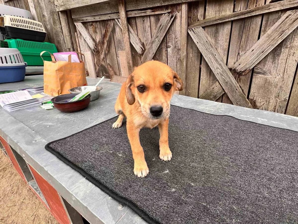 Olive, female puppy Mixed Breed for adoption at Ein Herz für Streuner e.V., München