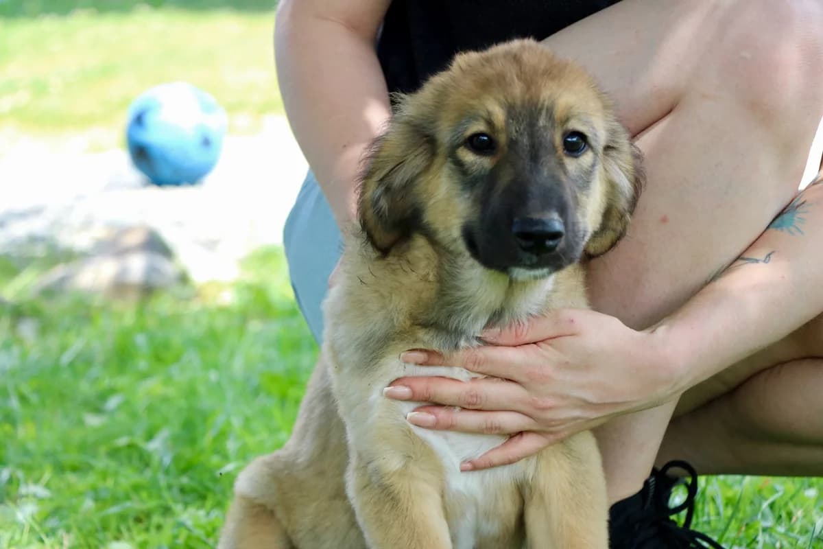 Olivia, schwarz female puppy Mixed Breed for adoption at Ein Herz für Streuner e.V., München