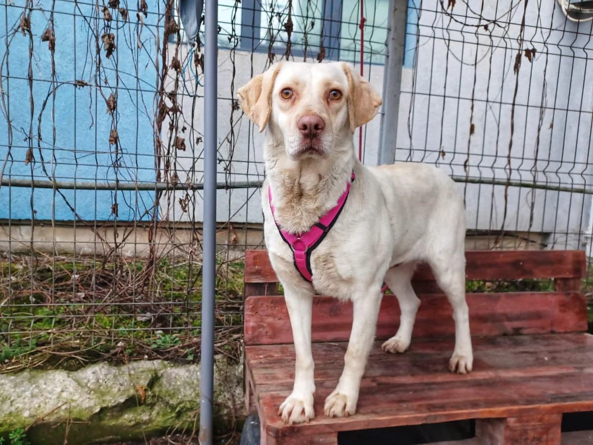 Olivia, female 5yo Mixed Breed for adoption at Ein Herz für Streuner e.V., München