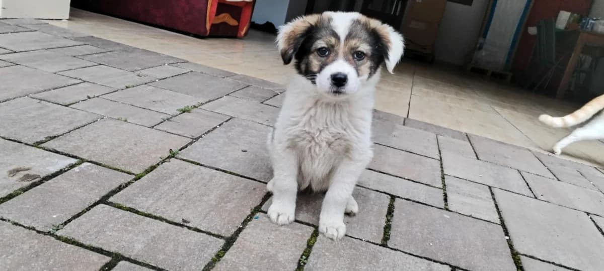 Olivia, female puppy Mixed Breed for adoption at Ein Herz für Streuner e.V., München