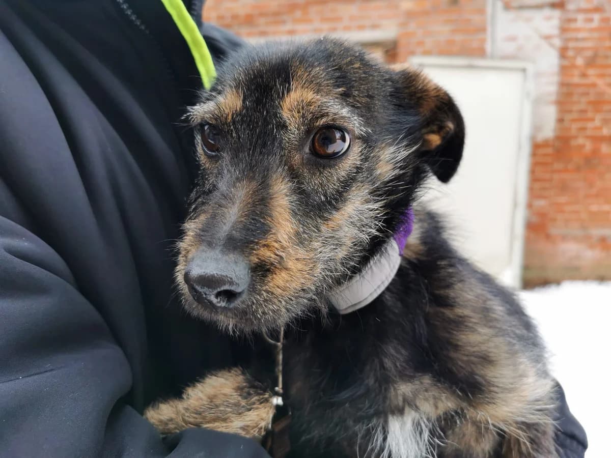 Olivia, female puppy Mixed Breed for adoption at Ein Herz für Streuner e.V., München