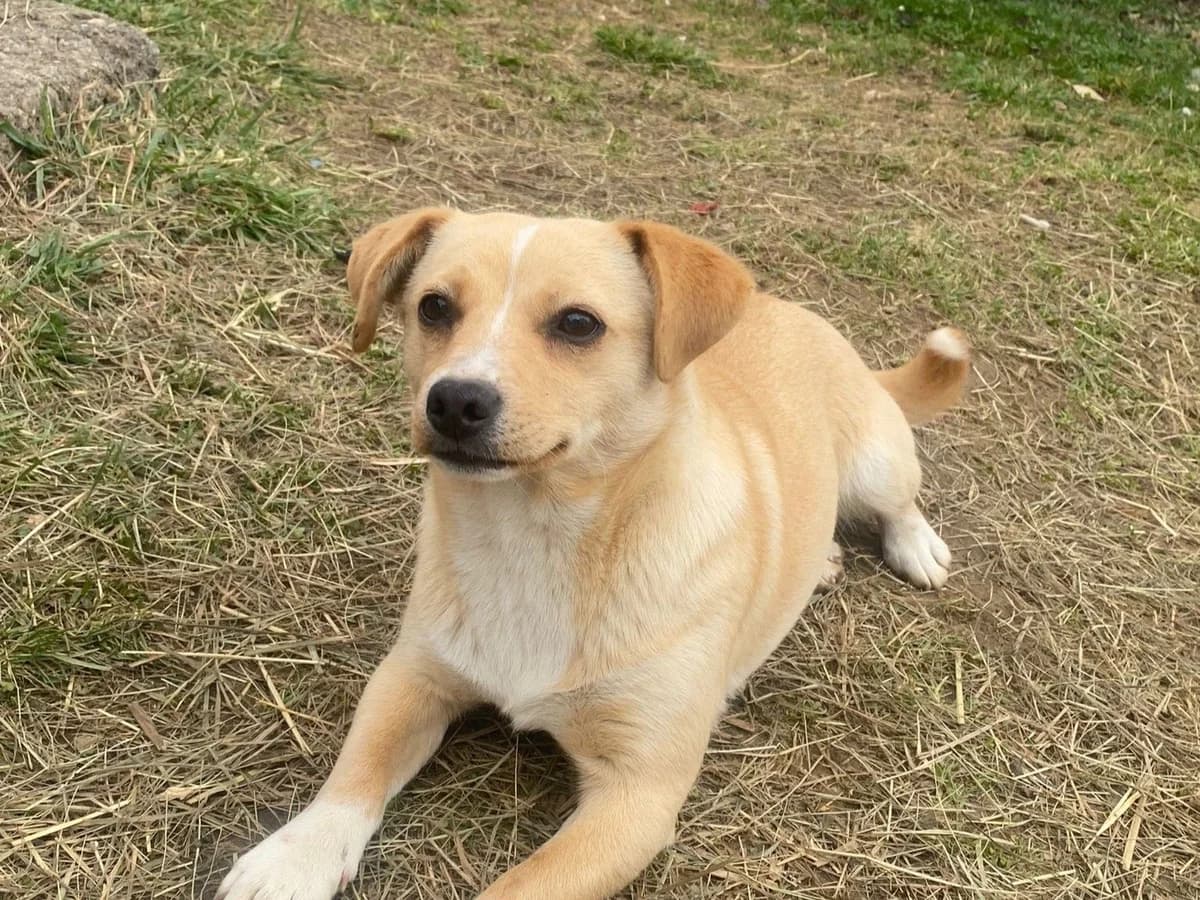 Olivia, Mixed Breed for adoption at Ein Herz für Streuner e.V., München