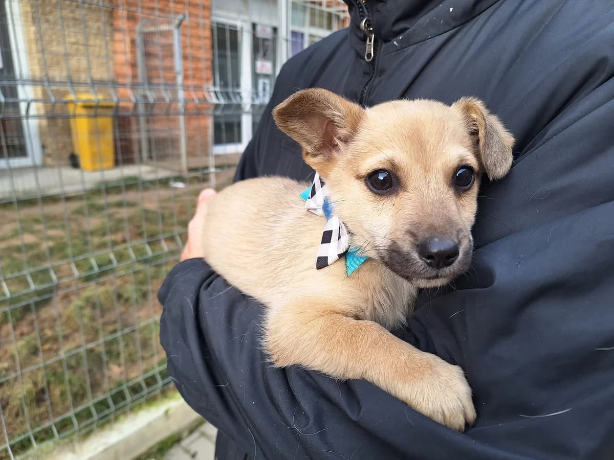 Olli, male puppy Mixed Breed for adoption at Ein Herz für Streuner e.V., München