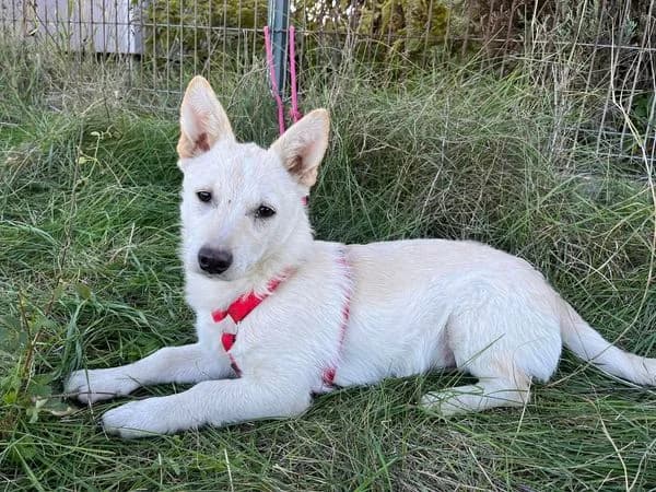 Olli, male puppy Mixed Breed for adoption at Ein Herz für Streuner e.V., München