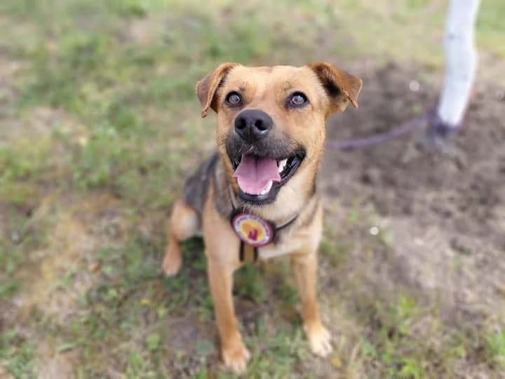 Olli, male young Mixed Breed for adoption at Ein Herz für Streuner e.V., München