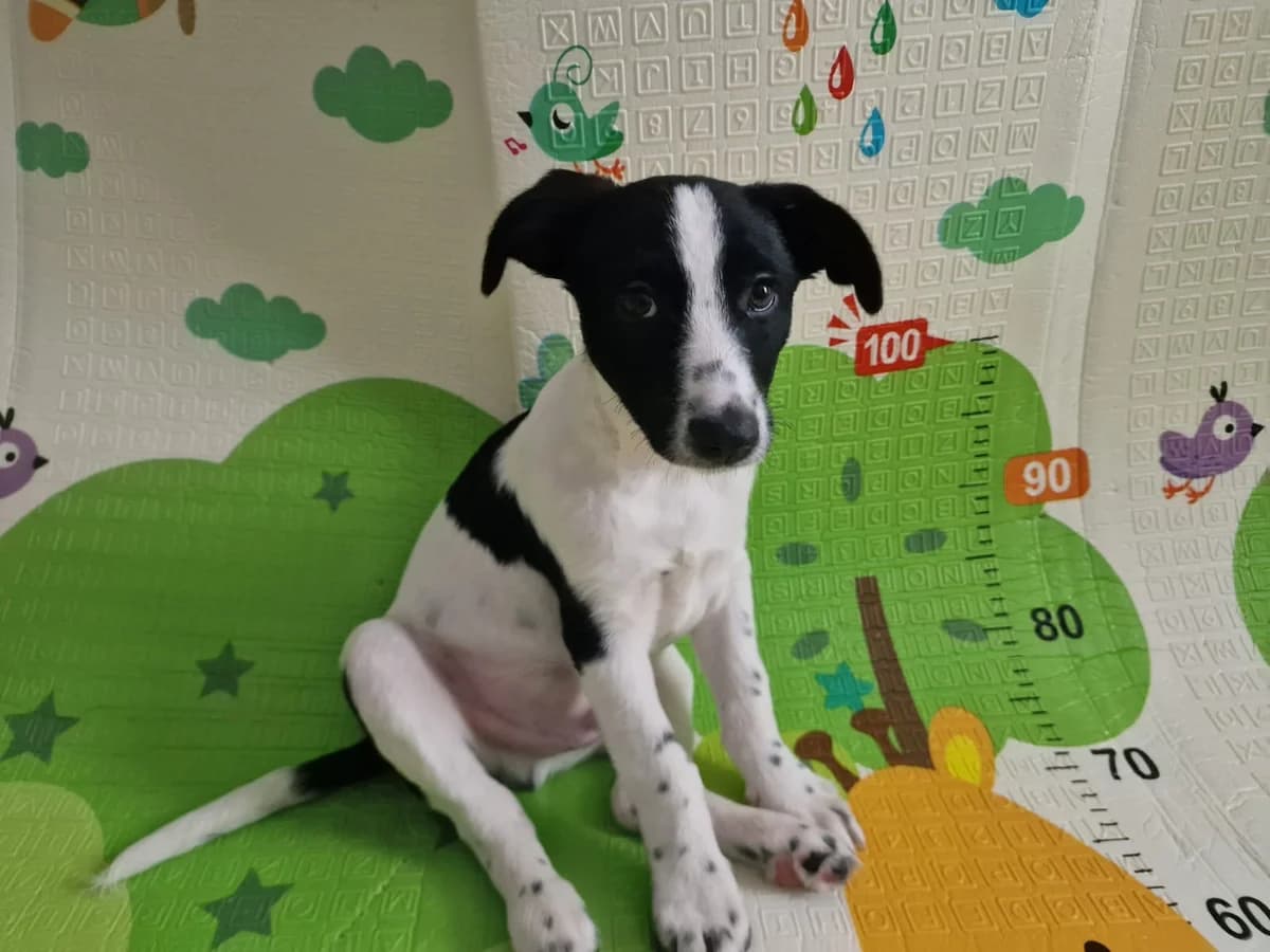 Ollie, schwarz male puppy Mixed Breed for adoption at Ein Herz für Streuner e.V., München