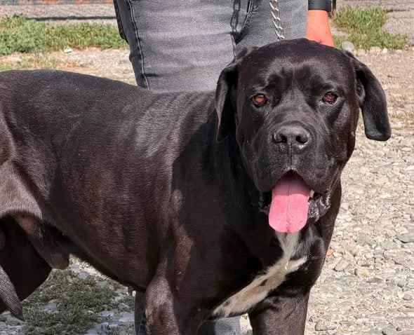 Ollie, male 4yo Mixed Breed for adoption at Ein Herz für Streuner e.V., München